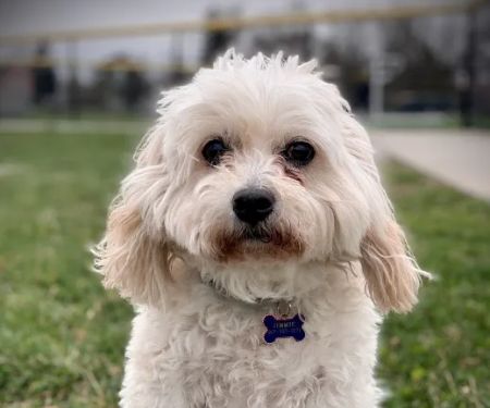 BEST VET 2025/LI’s #1 Home Pet Euthanasia/Pet Hospice Veterinarian, Dr. Alexis, Comforted Companions®️Veterinary Care