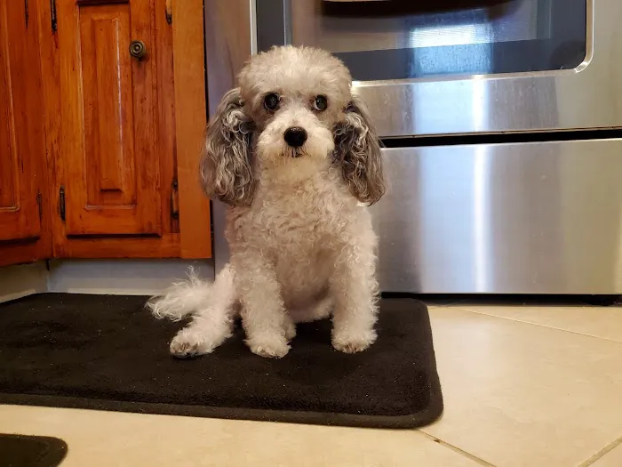 BEST VET 2025/LI’s #1 Home Pet Euthanasia/Pet Hospice Veterinarian, Dr. Alexis, Comforted Companions®️Veterinary Care Picture 3