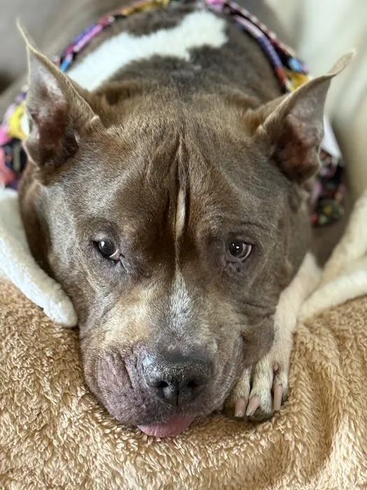BEST VET 2025/LI’s #1 Home Pet Euthanasia/Pet Hospice Veterinarian, Dr. Alexis, Comforted Companions®️Veterinary Care Picture 5