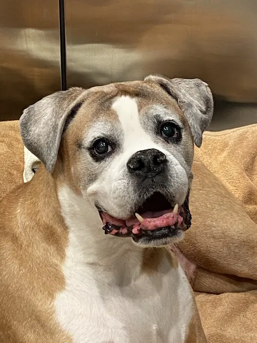 BEST VET 2025/LI’s #1 Home Pet Euthanasia/Pet Hospice Veterinarian, Dr. Alexis, Comforted Companions®️Veterinary Care Picture 7
