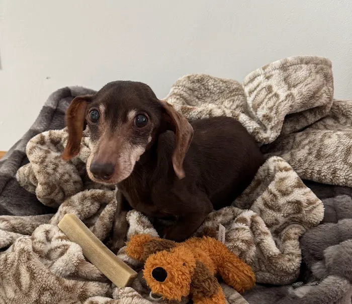 BEST VET 2025/LI’s #1 Home Pet Euthanasia/Pet Hospice Veterinarian, Dr. Alexis, Comforted Companions®️Veterinary Care Picture 6