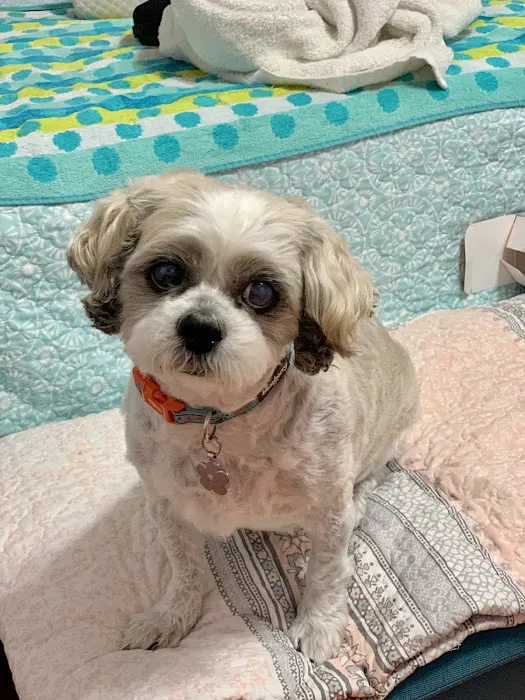 BEST VET 2025/LI’s #1 Home Pet Euthanasia/Pet Hospice Veterinarian, Dr. Alexis, Comforted Companions®️Veterinary Care Picture 2