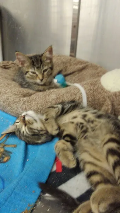 Petco Picture 6