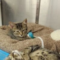 Petco ico