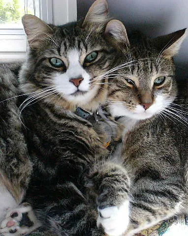 Park Animal Hospital Picture 2
