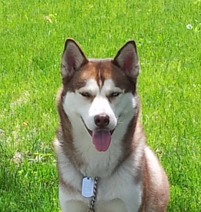 Park Animal Hospital Picture 6