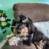 Massapequa Pet Vet ico