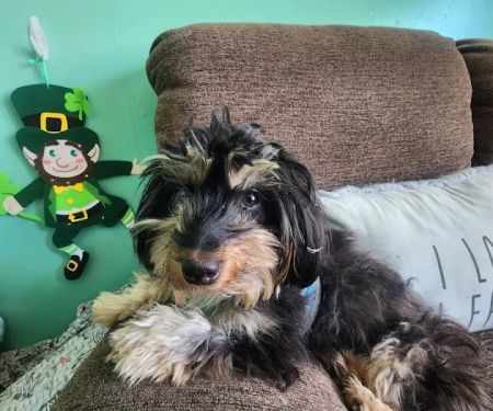 Massapequa Pet Vet