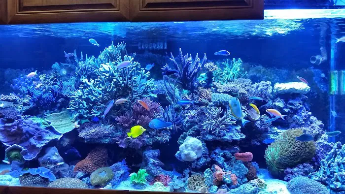Aquatic Art Inc. Picture 4
