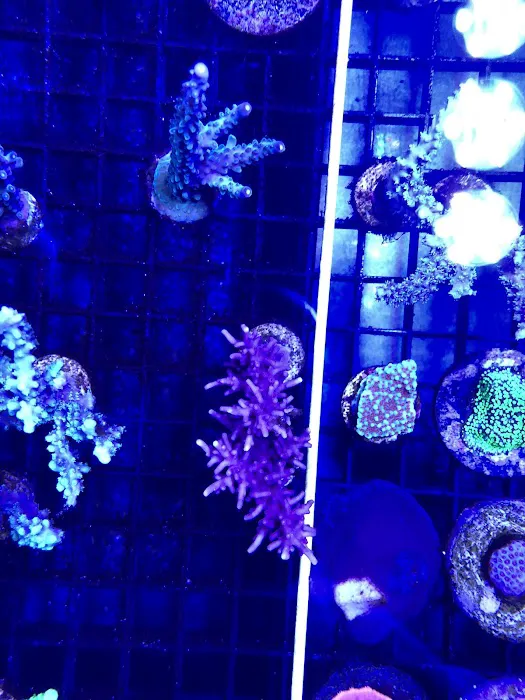 Aquatic Art Inc. Picture 8