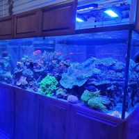 Aquatic Art Inc. ico