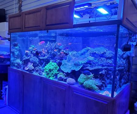 Aquatic Art Inc.