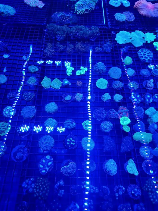 Aquatic Art Inc. Picture 9