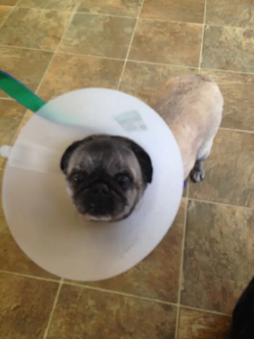 Watkins Glen Veterinary Hospital Picture 4