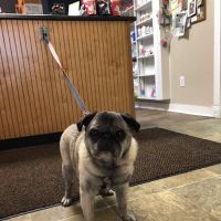 Watkins Glen Veterinary Hospital ico