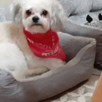 Petco ico