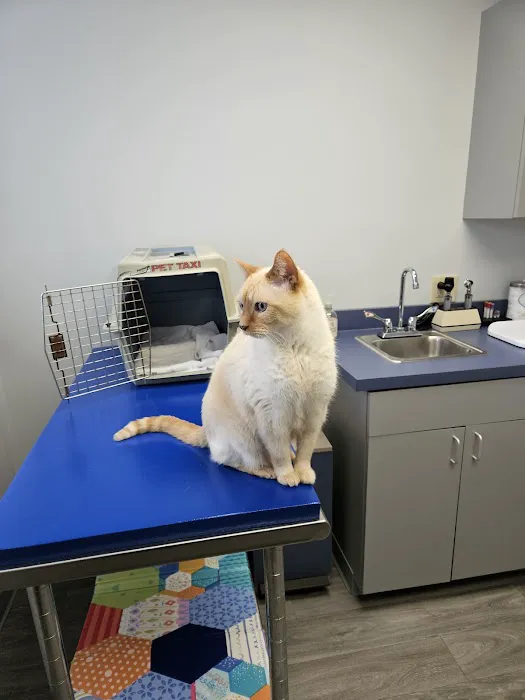 All Ears Veterinary Clinic PLLC Horseheads Picture 3