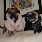 Chuck & Don's Pet Food & Supplies