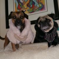 Chuck & Don's Pet Food & Supplies ico