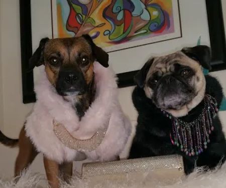 Chuck & Don's Pet Food & Supplies