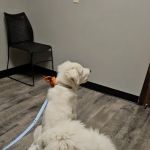 Agape Veterinary Clinic
