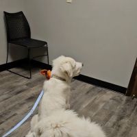 Agape Veterinary Clinic ico