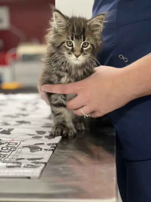 PetVet Vaccination Clinic Picture 2