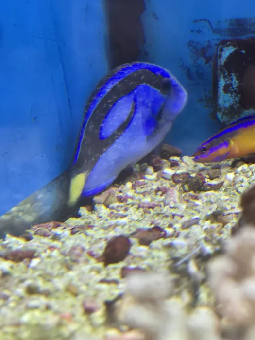 Petco Picture 4