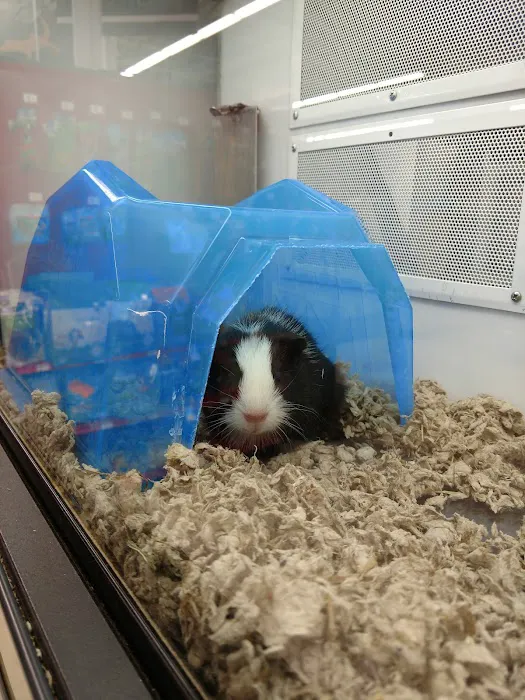 Petco Picture 1