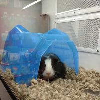 Petco ico