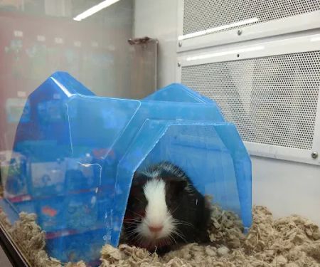 Petco