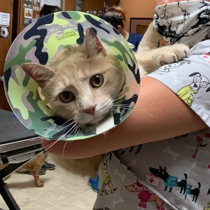 Lake Road Animal Hospital Picture 7