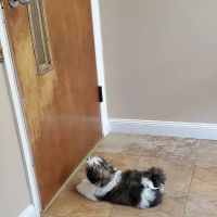 Lake Road Animal Hospital ico