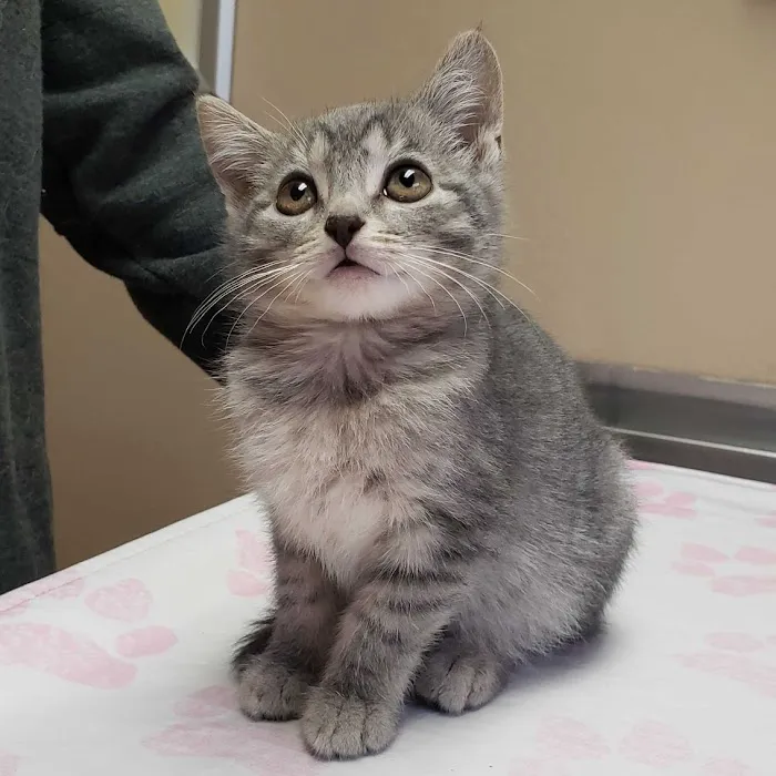 Lake Road Animal Hospital Picture 10