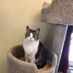 Home Veterinary Care