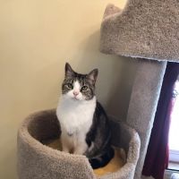 Home Veterinary Care ico