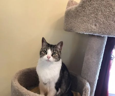 Home Veterinary Care