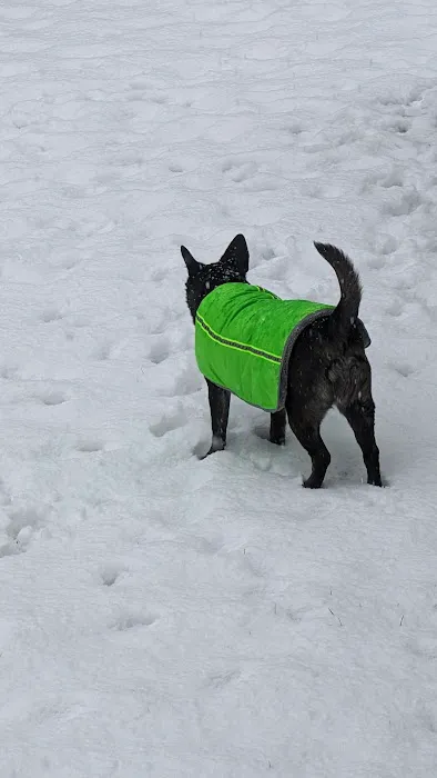 VCA Chemung Valley Animal Hospital Picture 1