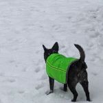 VCA Chemung Valley Animal Hospital