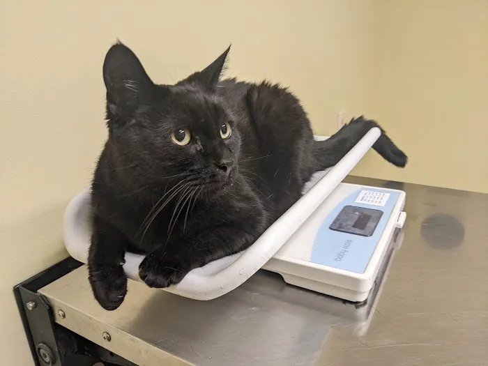 VCA Chemung Valley Animal Hospital Picture 9
