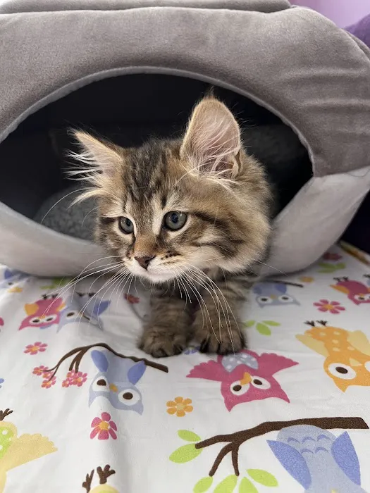Charodey Siberian Kittens & Cats Picture 3