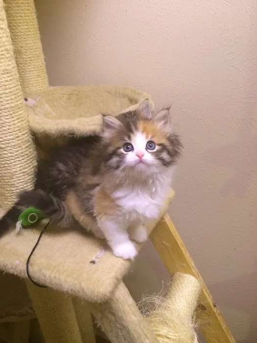 Charodey Siberian Kittens & Cats Picture 1