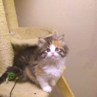 Charodey Siberian Kittens & Cats ico
