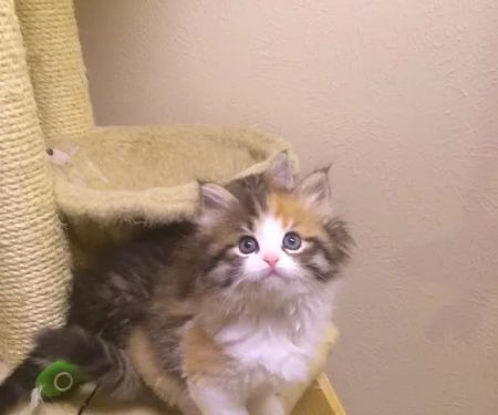 Charodey Siberian Kittens & Cats