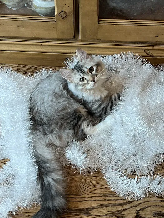 Charodey Siberian Kittens & Cats Picture 7
