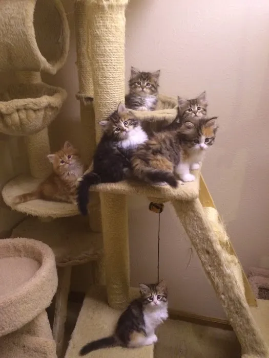 Charodey Siberian Kittens & Cats Picture 2