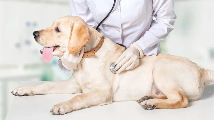 Corning Animal Hospital Picture 8
