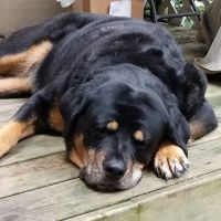 Corning Animal Hospital ico