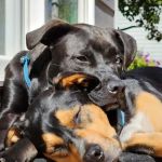 Chuck & Don's Pet Food & Supplies