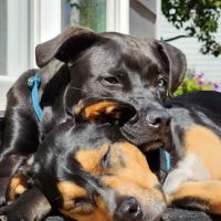 Chuck & Don's Pet Food & Supplies ico